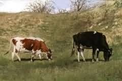 Depasturing Cows