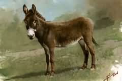 Donkey etude