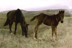 Foal and Horse