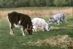 Goat etude
