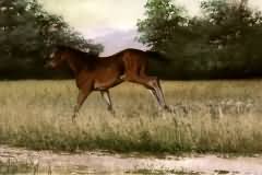 Foal