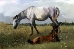 Foal and horse