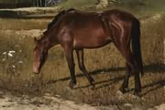 Country horse