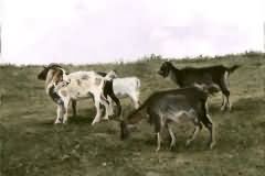 Goats etude