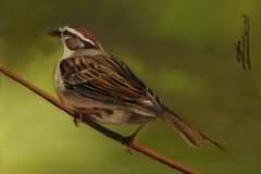 Chipping sparrow