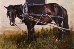 Country Horse
