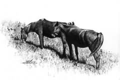 Horses