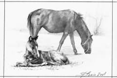 Horses