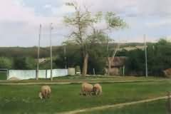 Rural motives