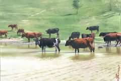 Rural motives