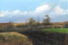Spring landscape