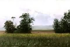 Sunflowers in blossom