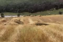 Wheat field