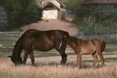 Rural motives