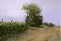 Sunflower field out skirt