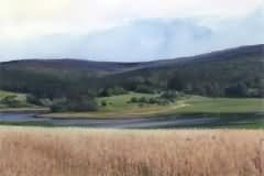 Wheat field