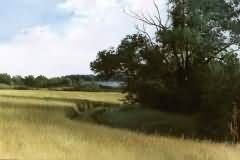 Wheat field