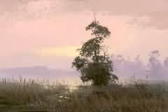 Dawn