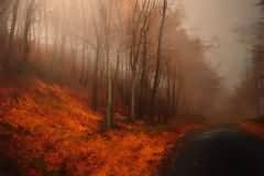 Foggy forest