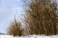 Winter landscape